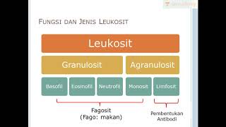 Leukosit Sel Darah Putih Biologi  SBMPTN UN SMA [upl. by Eannyl]