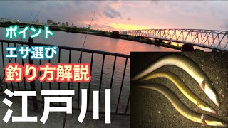 【江戸川】ウナギ釣り調査 足元で爆釣！釣りたいなら変化を狙うべし！土用の丑の日用 2021年7月3日 [upl. by Eeralav]