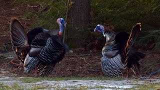 Combat de dindons sauvages 04182015  Wild Turkey Fight [upl. by Kemppe801]