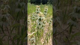 Spotted Beebalm Monarda punctata in Mint Family Lamiaceae  Observed in Description [upl. by Trevah536]