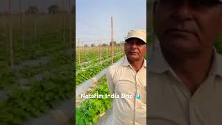 Netafim India Drip Irrigation 💧🇮🇳 [upl. by Laverna523]