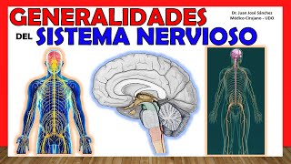 🥇 SISTEMA NERVIOSO en 14 minutos Generalidades  ¡Explicación Sencilla [upl. by Acireh]