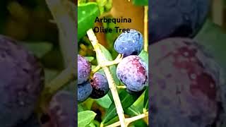 Growing Arbequina Olive zone9 gardening olivetree youtubeshorts [upl. by Tayler936]