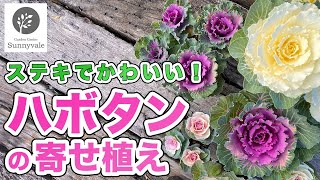 【ハボタンの寄せ植え】色の合わせ方と管理方法15 [upl. by Asalocin237]