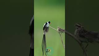 The Mesmerizing Dance of the PinTailed Whydah shorts Fancybirdsandchicken [upl. by Eelloh]