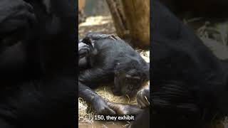 Amazing Chimpanzee Intelligence Problem Solving and Tool Use shorts [upl. by Adley]