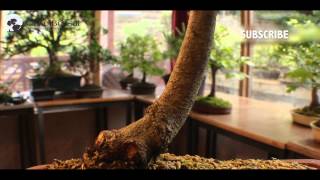 51 How to Care for Green Beech or Fagus sylvatica European Species for Bonsai [upl. by Diantha]