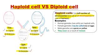 Difference between Haploid cells and diploid cells [upl. by Einnob]