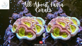 All about Favia corals [upl. by Benjie807]