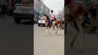 🐴🔥 Patiala💥 davindernirman [upl. by Hyrup]