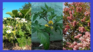 Verzaubernder Garten im Mai 🌺🌺 Gemüsepflanzen blühender Flieder Pilzzucht und Vielfalt der Natur 🍀 [upl. by Kotto]