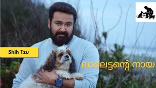 Shih tzu Malayalam review  Mohanlals Dog  Cute dogs kerala [upl. by Arodal]