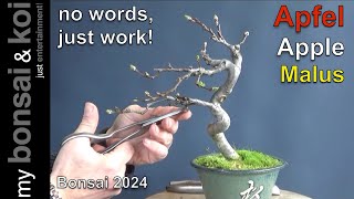 Bonsai 202421  no words just work  Apfel  Apple  Malus [upl. by Rebmeced792]