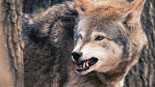 Why Wolves Choose to Avoid Conflict with Humans [upl. by Marni]