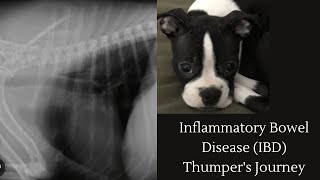 Canine IBD Inflammatory Bowel Disease  An Owners Story  What You Should Know amp Expect [upl. by Florenza]