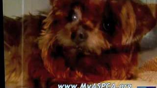 Defying the Sarah McLachlan ASPCA commericals [upl. by Nyrac]