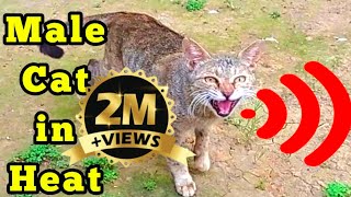 Male cat calling female  Male Cat in heat sounds Male Cat sound  Male Cat Voicecat mating sound [upl. by Ardnasal598]