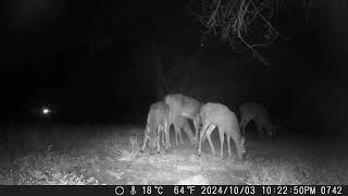 Look at all these deer clustered together Pretty buck with antlers on edge of shadows trailcamera [upl. by Alaunnoif315]