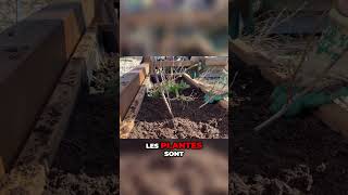 Comment changer lacidité du sol pour les myrtilles [upl. by Eciryt384]