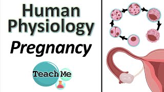 114  Pregnancy  IB Biology  TeachMe [upl. by Tisbee354]