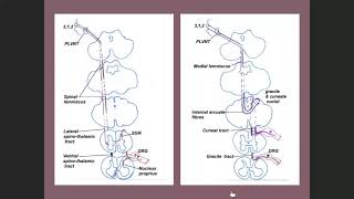 Ascending tracts Lecture 4 [upl. by Aicitan]