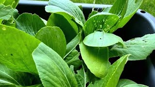 Harvesting my pak choi [upl. by Thin]