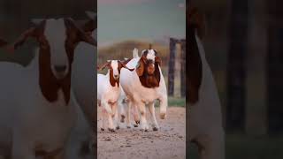 Chèvres boers Cherokee [upl. by Javed]