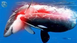 ORCA ─ Superpredator Whale and Shark Killer [upl. by Orth]