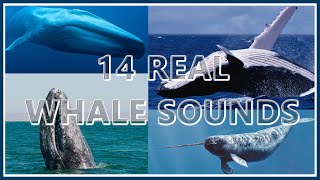 14 Whale Sounds REAL Recordings 1 Hr Loop  Deep Sea Underwater Sounds ♓ [upl. by Nawiat]