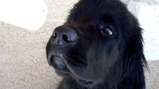 Newfoundland Dog Fights For His Life [upl. by Bobseine]