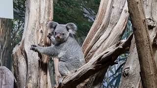 Queensland koalas [upl. by Clapper511]