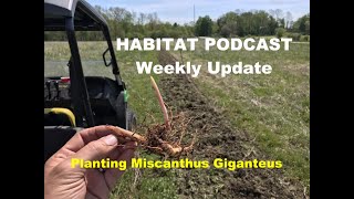 Habitat Podcast Weekly Update Miscanthus Giganteus Planting amp Care How To Plant DIY Screening Deer [upl. by Leuqram]