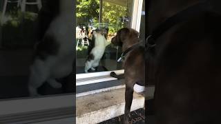 Making Friends youtubeshorts dogs funnyanimals cat [upl. by Colvin523]