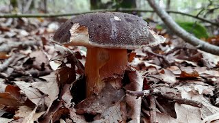 PORCINI e altri SUPER FUNGHI [upl. by Ahseekal]