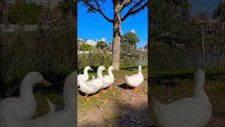 Ducks and Friends Yarkon Park Tel Aviv 🦆🇮🇱 travel israel telaviv [upl. by Leamhsi251]