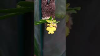 迷你扇葉文心 Oncidium pusillum 植物 plants orchid 蘭花 [upl. by Inez]