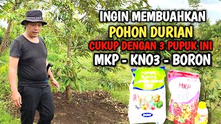 PROGRAM PEMBUAHAN POHON DURIAN KANE  LANGKAH PASTI [upl. by Dickie]