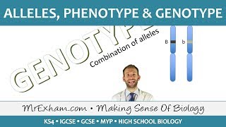 Alleles phenotype and genotype  GCSE Biology 91 [upl. by Raybourne334]