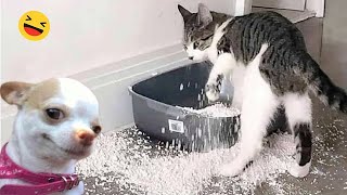 Funniest Cats And Dogs Videos 😁  Best Funny Animal Videos 2024 🥰6 [upl. by Christiana]