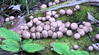 Puffball Mushroom Lycoperdon pyriforme on Log [upl. by Akihsan]