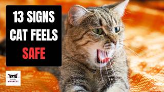 13 Signs That Your Cat Feels Safe with You [upl. by Auria589]