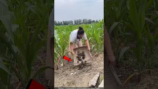 चीन वाले खेतों में गिलहरी क्यों छोड़ रहे हैं 😯 squirrel farming [upl. by Etak]