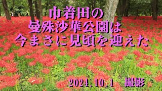 赤い絨毯巾着田の曼殊沙華2024101 [upl. by Okoyk]