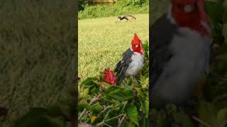 Beautiful Red crested cardinal crisp chirping [upl. by Anawit]