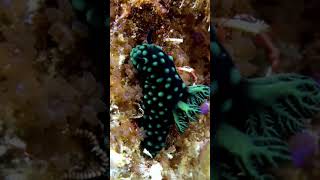 Nembrotha cristata Nudibranch waigeo rajaampat indonesia [upl. by Setsero]