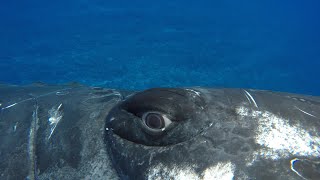 A Whale Saved My Life  Close Encounters  BBC Earth [upl. by Carmella]