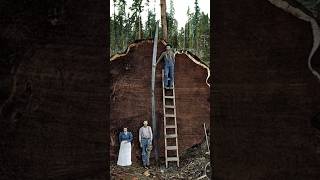 The Mark Twain Tree the oldest and largest living organisms on Earth [upl. by Atilrep]