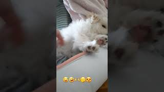 maltipoo pets tiktoktrends [upl. by Emya]