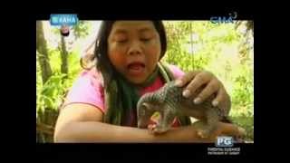 Ang endangered animal na pangolin o balintong kinilala ni Maey B [upl. by Otreblaug]