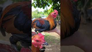 Super brown red X Johnny bishop kelso gamefowl gamefarm quality haroldshatchery [upl. by Tiat]